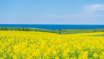The Beautiful Yellow Colored Canola Farm with a distant Ocean View, Prince Edward Island, Canada
