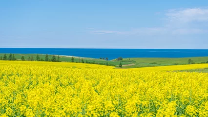 The Beautiful Yellow Colored Canola Farm with a distant Ocean View, Prince Edward Island, Canada