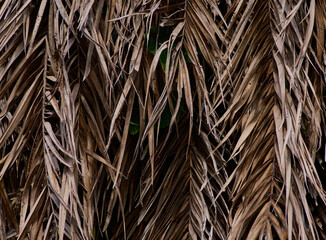 Dry palm leaves background