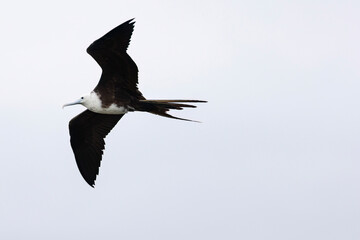 Juvenile Magnificent Frigatebird (Fregata magnificens)