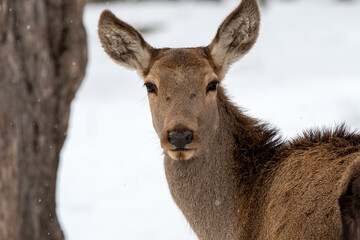 Portrait of female deer on cloudy winter day. Teberda Zoo, Karachay-Cherkessia, Russia.