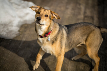Cutest dog