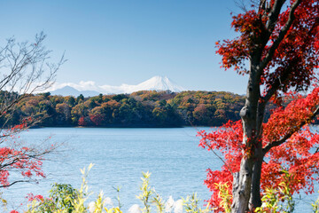 多摩湖、冠雪の富士山と紅葉の森