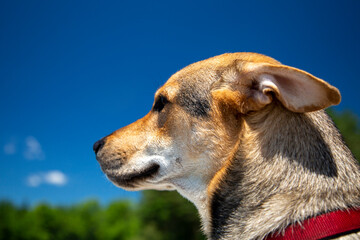 happy dog on a nice day
