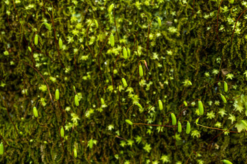 緑の蛍光色の小さな実のような植物