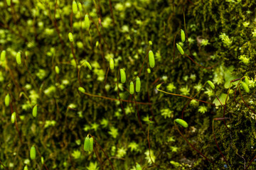 緑の蛍光色の小さな実のような植物