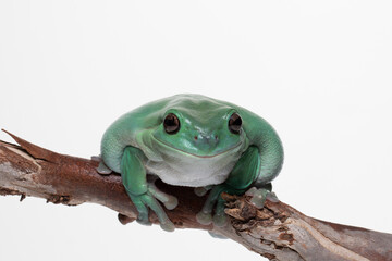 Australian Green Tree Frog (Ranoidea cerulean) on a white background.