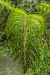 シダ植物の葉っぱ