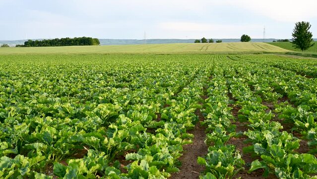 Spinach growing in the field. Young spinach leaves growing in rows in spring. Agriculture.  