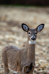 White-tailed deer (odocoileus virginianus) looking at the camera