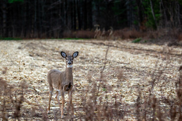 White-tailed deer (odocoileus virginianus) standing alert in a Wisconsin harvested cornfield