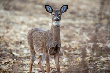 White-tailed deer (odocoileus virginianus) standing in a Wisconsin harvested cornfield