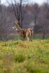 White-tailed deer buck (odocoileus virginianus)  during the November rut in Wisconsin