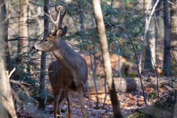 White-tailed deer buck (odocoileus virginianus) standing in a Wisconsin forest