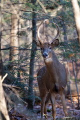 White-tailed deer buck (odocoileus virginianus) standing in a Wisconsin forest