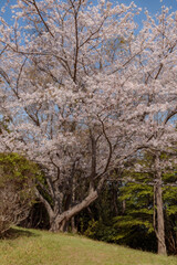 公園の道路脇の桜の木