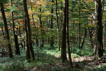 Hiking Trails in West Odaidai, Odaigahara, Nara Prefecture