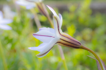 春に咲く紫色の線がある白い花