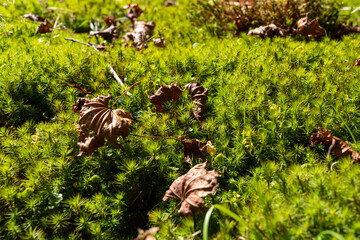 奈良県の大台ケ原・西大台のハイキングコースにあった苔の芝生