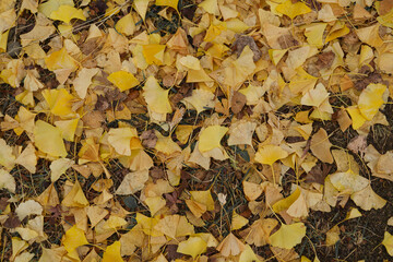 Colorful autumn leaves nature background