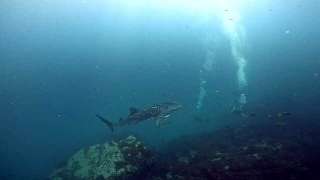 Under Water film from Thailand - Whale shark hovering over rocks and corals with divers in the frame - over angled