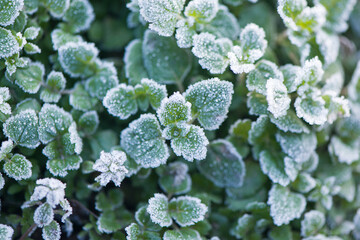 leaves covered with frost background in winter.