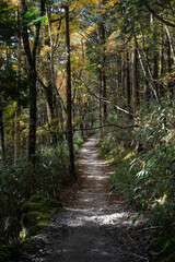 Fototapeta na wymiar Hiking Trails in Odaigahara, Nara Prefecture