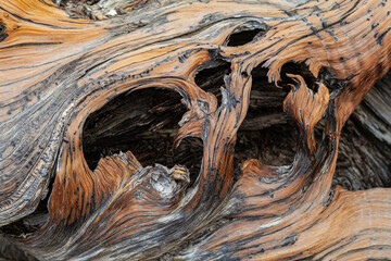 Close up of Bristlecone pine tree in the Ancient Bristlecone Pine Forest in the White Mountains,...