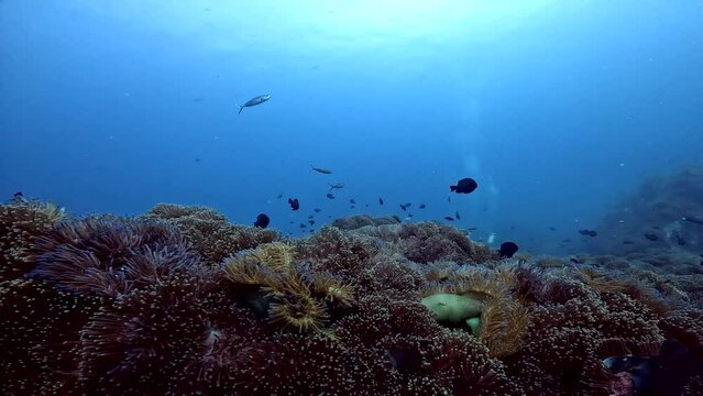Under Water film from Thailand - myriad of different tropical fish swimming over corals an andemone covered rocks - with scuba divers in frame