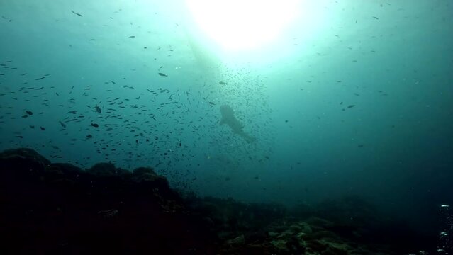 Under Water film from Thailand - Whale shark under angled with divers in the frame and many small tropical fish - Sail Rock Island