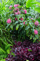Very colorful bush of leaves and flowers, Toronto, ON, Canada