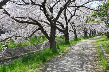 佐保川沿いの桜並木