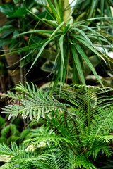 Tropical forest in the north, Toronto, ON, Canada