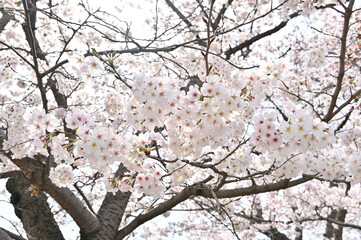 満開の桜