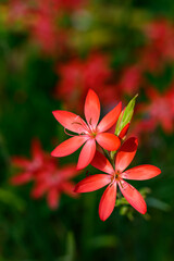 Vibrant red flowers of Crimson Flag Lily, Schizostylis Coccinea, highlighted by the sun in a fall garden, as a nature background
