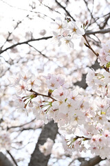 満開の桜