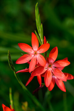 Vibrant red flowers of Crimson Flag Lily, Schizostylis Coccinea, highlighted by the sun in a fall garden, as a nature background
