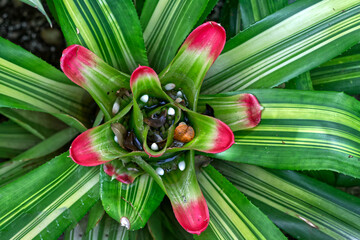 Beautiful flower that spreads out like a star, Toronto, ON, Canada