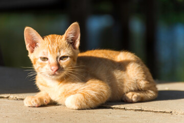 Young ginger tabby cat lying in the morning sun