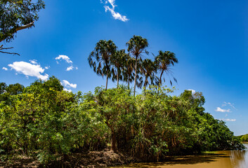 Fototapeta premium Kakadu Banks of the South Alligator River