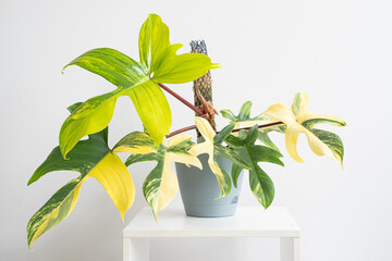 Beautiful mature Philodendron Florida beauty variegated and white background, white table. The...