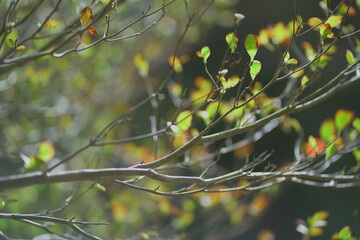 紅葉
