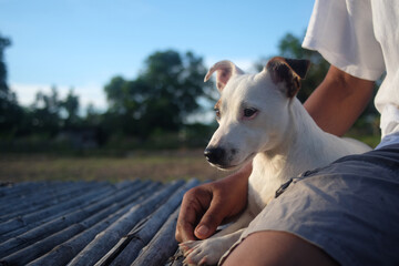 man with jack russell terrier. Man on the farm with dog. 