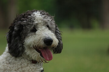 Fototapeta premium portrait of a doodle