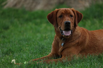 Fox red Labrador 