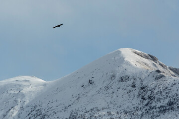 Naklejka na ściany i meble Vulture flying over the snowy mountains on sunny winter day. Caucasus, Russia.