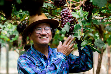 Asian aged man retirement happy with his grape harvest in garden farm, lifestyle elderly man invest...