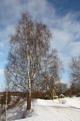 Winter sunny day. The large beautiful birch grows near the road before the village. In total against the background of the blue sky with easy white clouds.