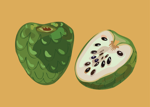 sugar apple peruvian fruit vector illustration