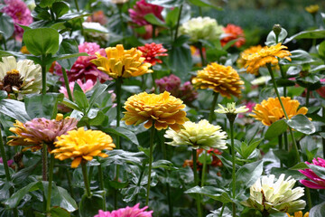 Rainy summer day. In a flower bed in a large number various zinnias grow and blossom.